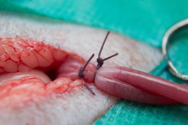 Ameliyatta kanama önlemek için ovariohysterectomy, bir kedinin rahim boynuzları üzerinde çift tüp ligasyonu