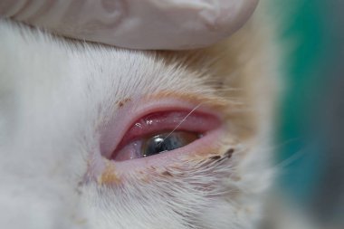 bulaşıcı konjonktivit, çok iltihaplı konjonktiva ile kedi