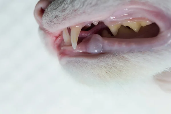 Dentição Gato Vista Lateral — Fotografia de Stock