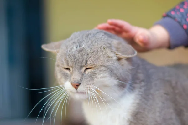 Chat Amical Aime Être Caressé Par Enfant — Photo