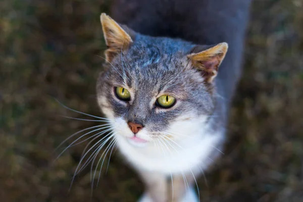 Chat Adulte Avec Beaux Yeux Portrait — Photo