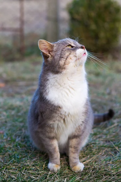 Katten Ser Upp Till Himlen Gården — Stockfoto