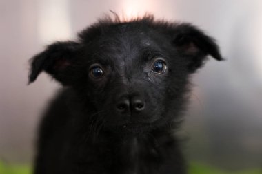 split burun ve demodectic uyuz ile siyah köpek yavrusu,