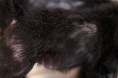 genelleştirilmiş demodectic uyuz, yaygın alopesi ile küçük köpek