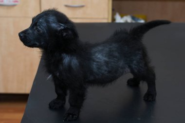 genelleştirilmiş demodectic uyuz, yaygın alopesi ile küçük köpek