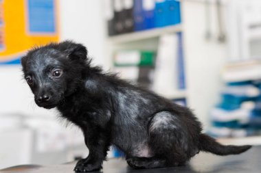 split burun ve demodectic uyuz ile siyah köpek yavrusu,