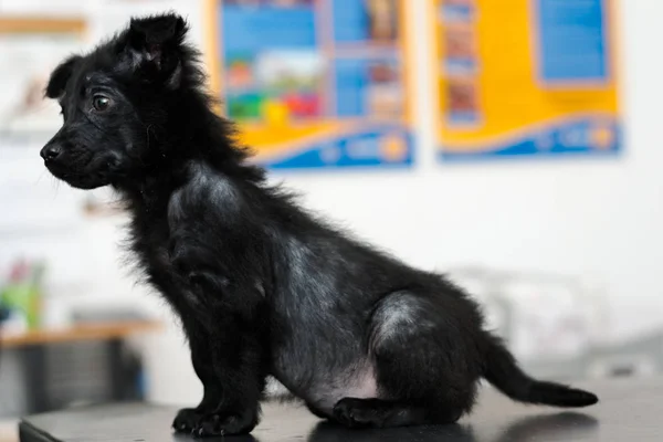 Маленькая Собака Обобщённой Демодектической Манжетой Обобщённая Алопеция — стоковое фото