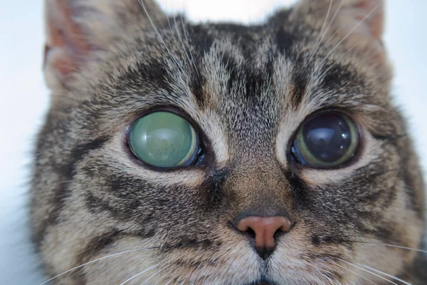 Yetişkin kedi, göz içi basıncı artmış akut glokom — Stok fotoğraf