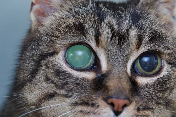 成人猫急性青光眼, 眼内预压增加 — 图库照片