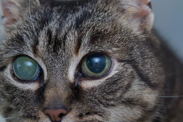 成人猫急性青光眼, 眼内预压增加 — 图库照片