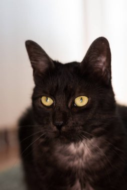 Yetişkin kedi portre