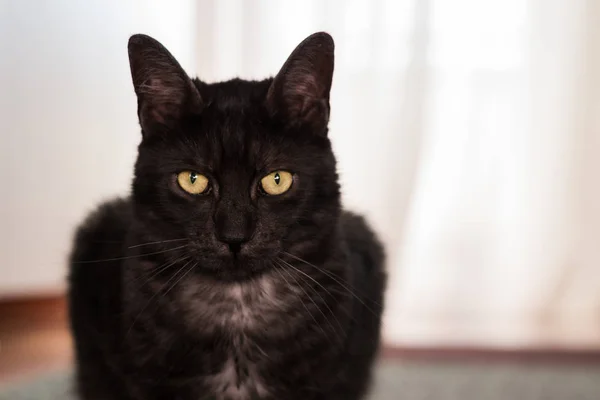 Vuxen katt porträtt och suddig bakgrund — Stockfoto