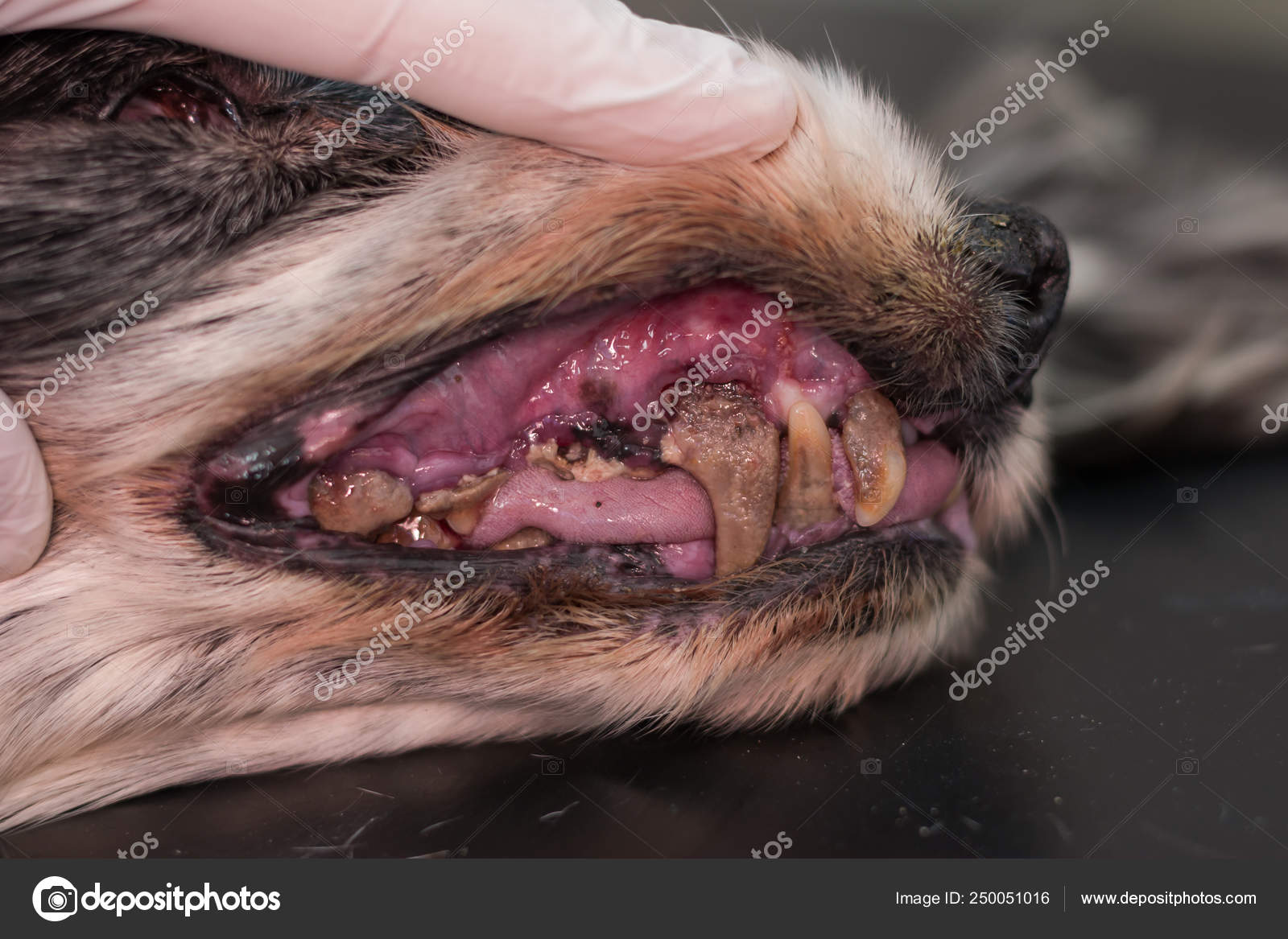 progressiv Bank Lappe Old dog with gingivitis and teeth with tartar Stock Photo by ©gabitodorean  250051016