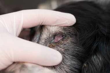 eski pürülan konjonktivit, yavru köpekle