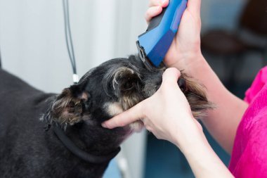 makine ile bir köpeğin göz çevresi saç kesme damat