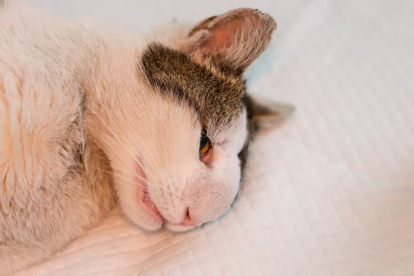 Gato com tumor nasal preparado para cirurgia — Fotografia de Stock