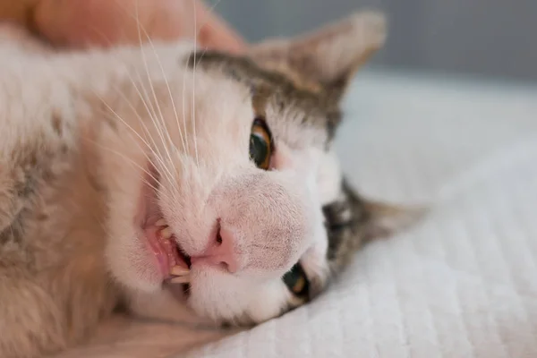 Cat with nasal tumor prepared for surgery — Stock Photo, Image