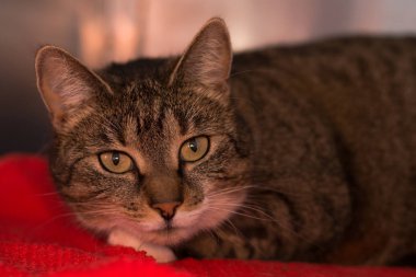 Güzel kedi için kamera seyir