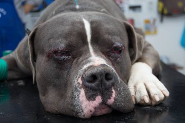 Entropiyon ameliyat sonrası Amerikan kabadayı