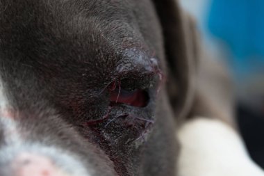 Entropiyon ameliyat sonrası Amerikan kabadayı