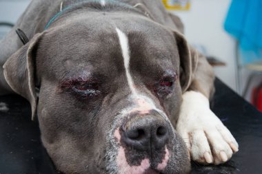 Entropiyon ameliyat sonrası Amerikan kabadayı