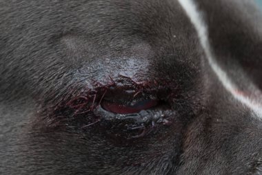 Entropiyon ameliyat sonrası Amerikan kabadayı