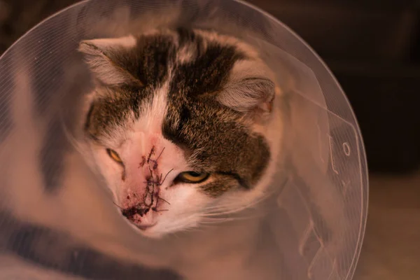 Cat with collar after tumor removing surgery
