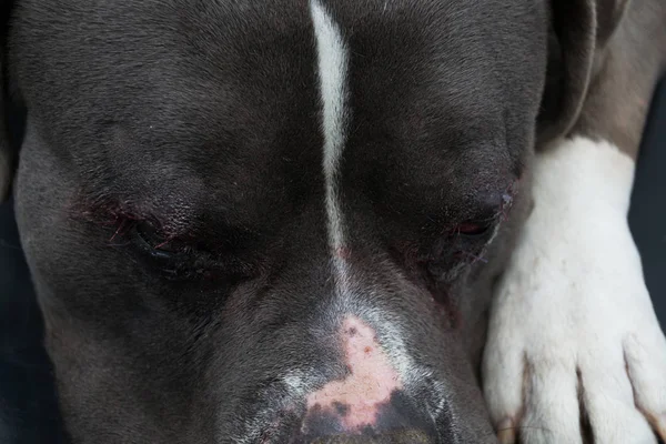 American bully after entropion surgery