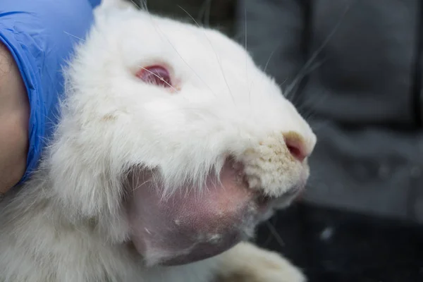 Белый кролик с зубным абсцессом — стоковое фото