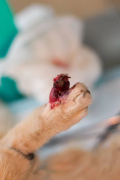 cat with his broken finger at the veterinarian