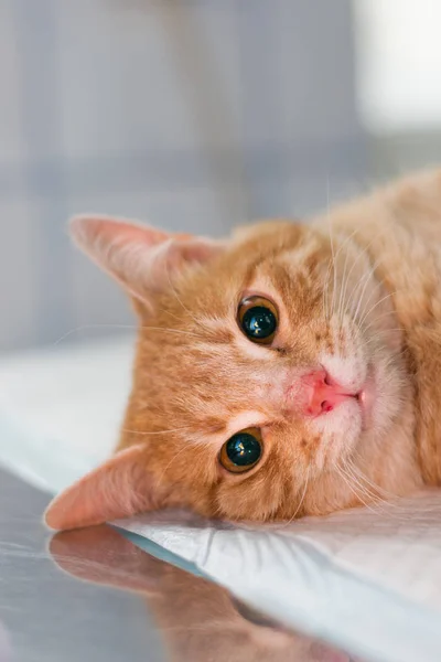 Ginger cat sedated on the table at the veterinary clinic — Stock Photo, Image
