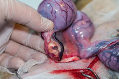 Veteriner Hekim ile bir kedi kistleri yumurtalık ve rahim irin ile parmak arasında tutarak