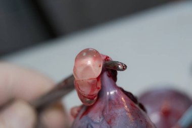 pyometra ve büyük bir yumurtalı kist ile bir kedi uterusu