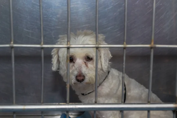 Sad dog in the cage at the veterinary clinic