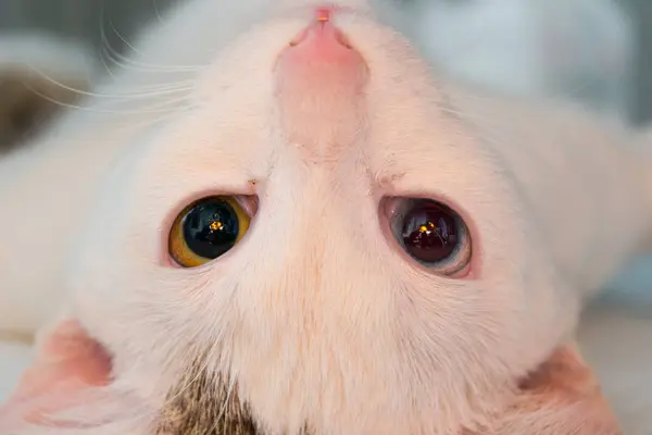 Gato sedado com heterocromia na clínica veterinária — Fotografia de Stock