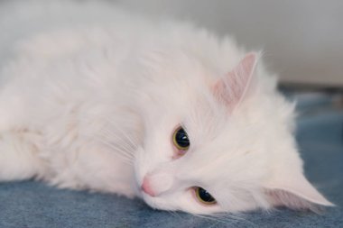 mavi masada sakinleştirici beyaz kedi