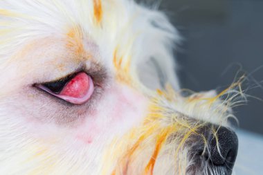 Kiraz göz, yan görünümü ile beyaz köpek