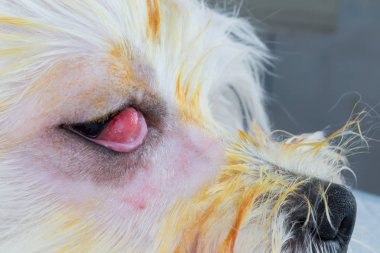 Kiraz göz, yan görünümü ile beyaz köpek