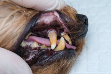 Köpek dişleri tartar ve kötü kokulu ağız ile