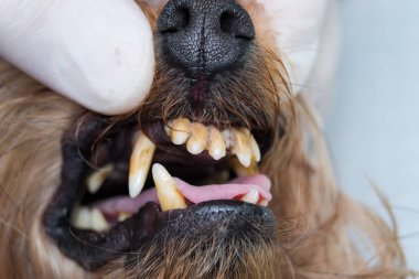 Köpek dişleri tartar ve kötü kokulu ağız ile