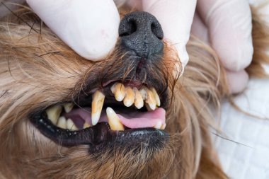 Köpek dişleri tartar ve kötü kokulu ağız ile