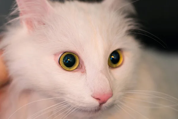 Ojos y cara de un gato angora turco —  Fotos de Stock