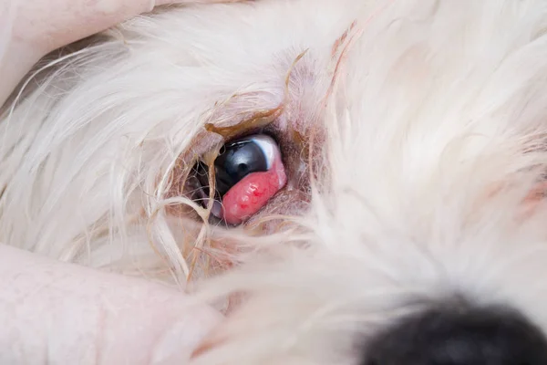 Neglected dog with cherry eye