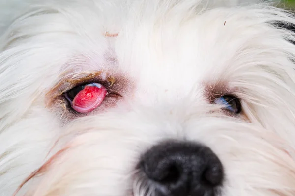 white dog with cherry eye. Front view