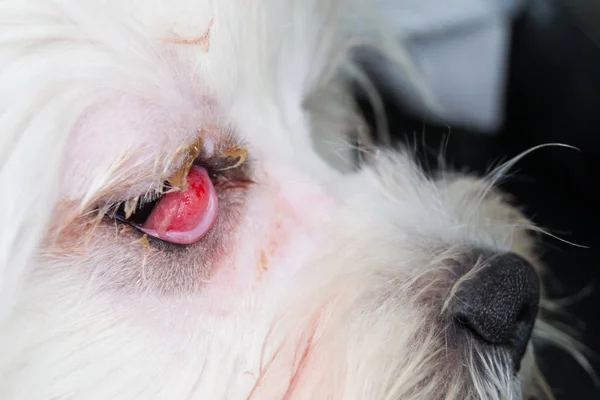 Kiraz göz, yan görünümü ile beyaz köpek — Stok fotoğraf