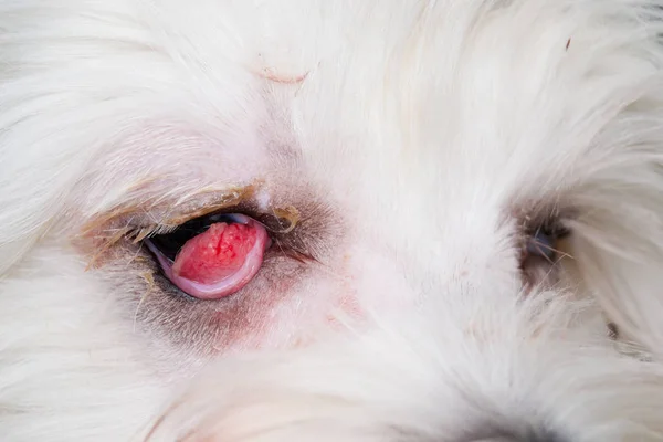 white dog with cherry eye. Front view