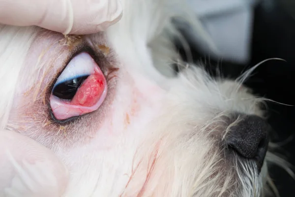 White dog with cherry eye, side view