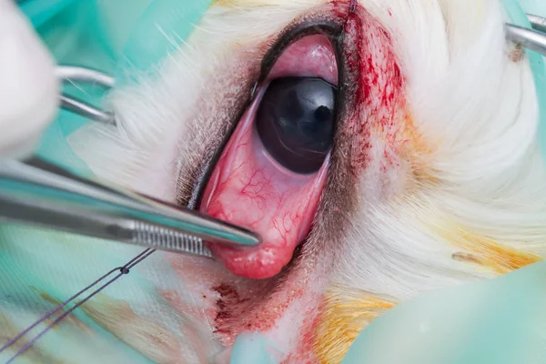 Cherry eye surgery in white dog