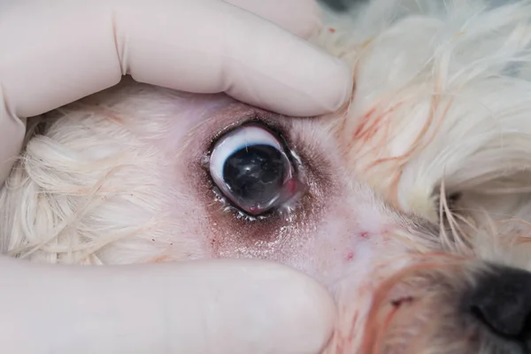 Ojo de un perro después de la cirugía del ojo de cereza — Foto de Stock