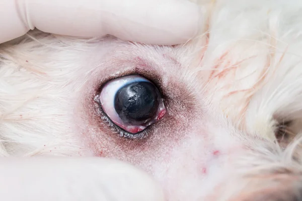 벚꽃 눈 수술 후 강아지의 눈 — 스톡 사진